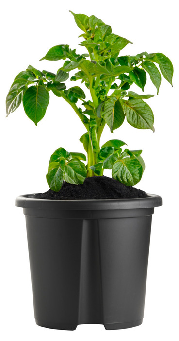 Kartoffelpotte 2-delt Ø29,8 cm